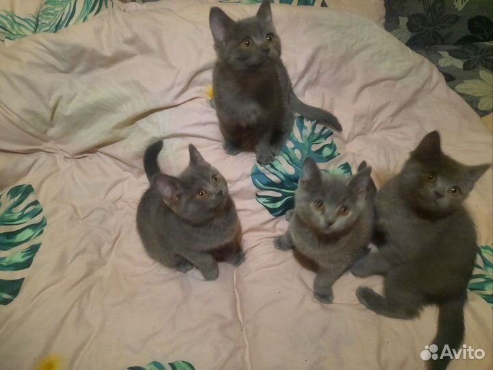 Продаю котят британской породы
