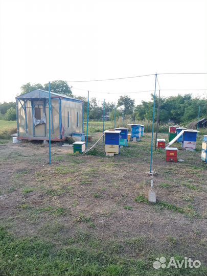 Улей, пасека, пчёлы