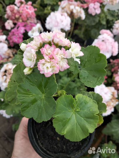 Герань пеларгония