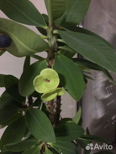 Молочай миля крупноцветковый