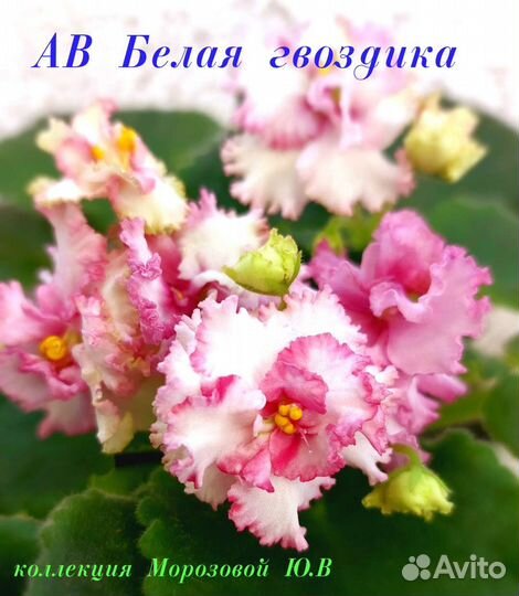 Сортовые фиалки лист