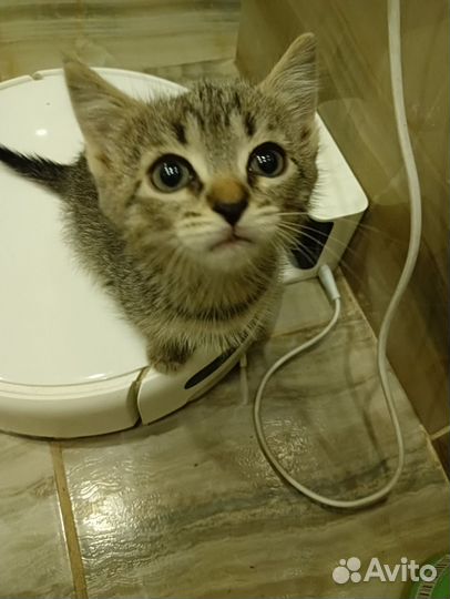 Котенок в добрые руки