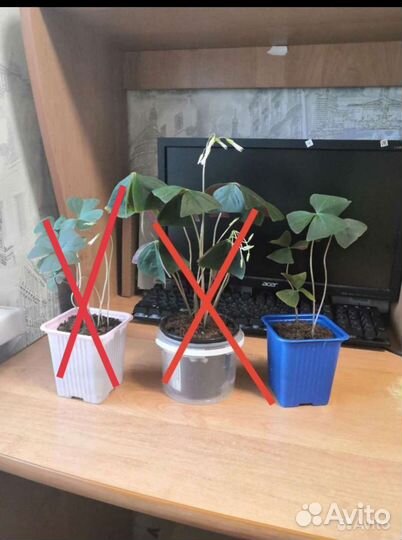 Кислица комнатный цветок