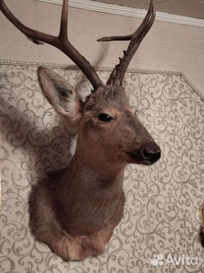 Чучело головы косули