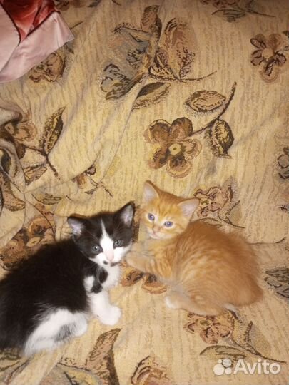 Кошки в добрые руки