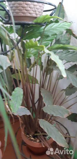 Цветы горшечные