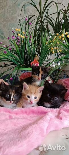 Котята милые котята