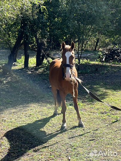 Продам лошадь