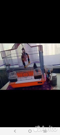 Продам волнистого попугайчика