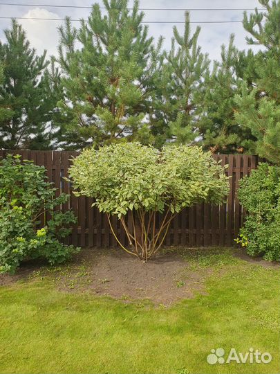 Стрижка хвойных и плодовых/ проект озеленения