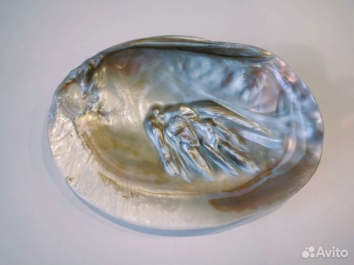 Морские ракушки раковины