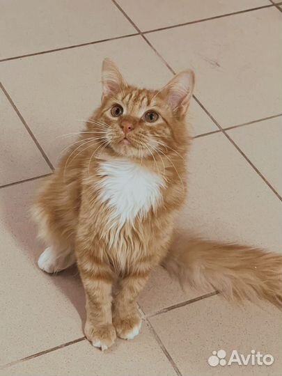Котенок