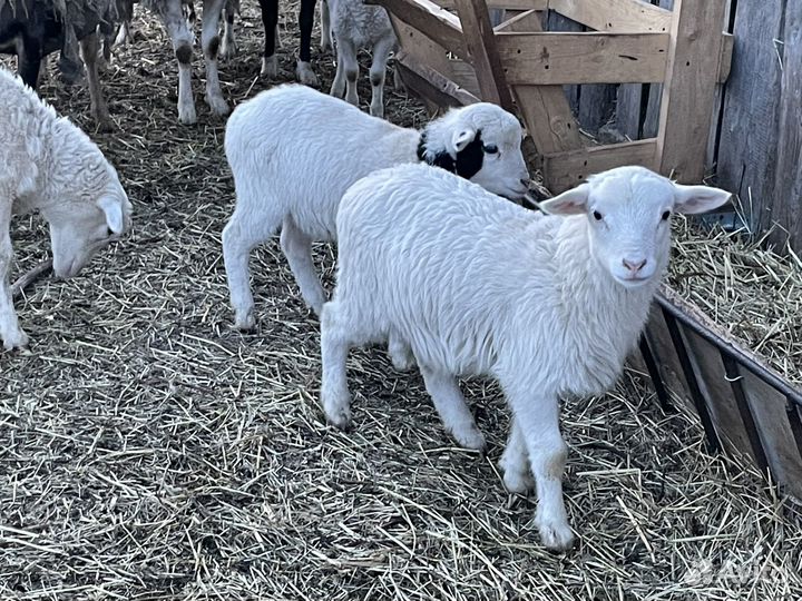 Ягнята барашки