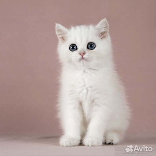 Серебристые британские шиншиллы