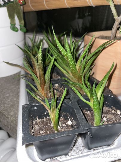 Суккуленты