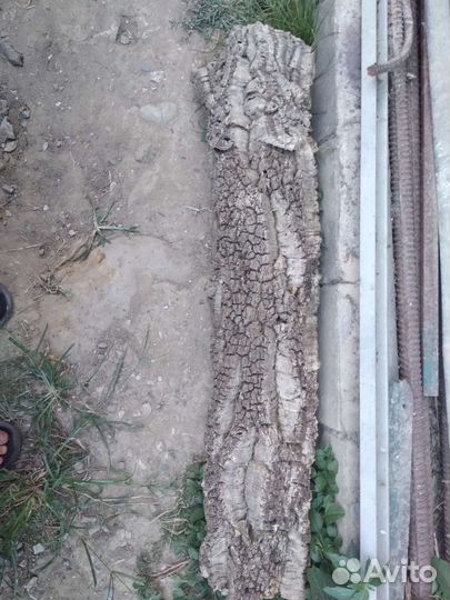 Пробковый дуб