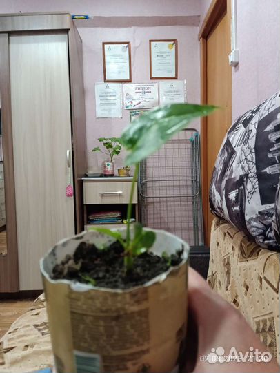 Комнатные цветы антуриум