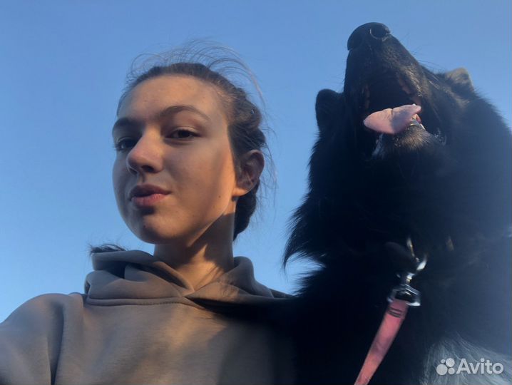 Выгул собак, догняня