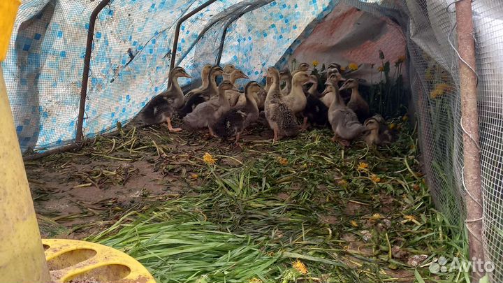 Утяты и гусяты