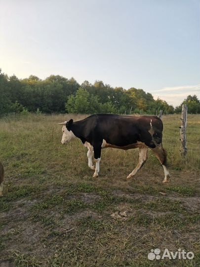 Тёлка 1 год 10 месяцев