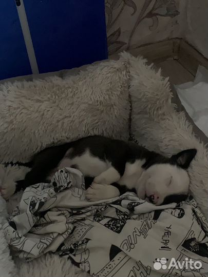 Щенки питбуля