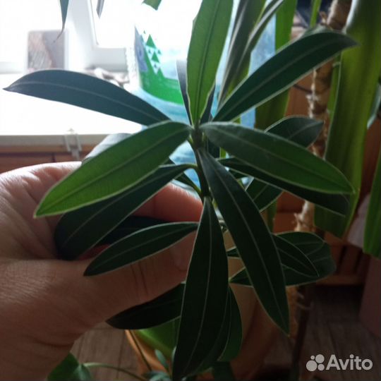 Олеандр розовый