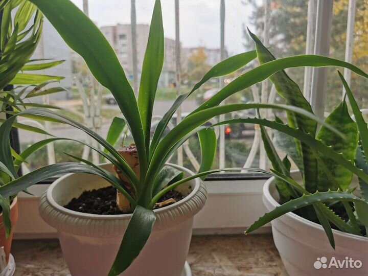 Пальма юкка