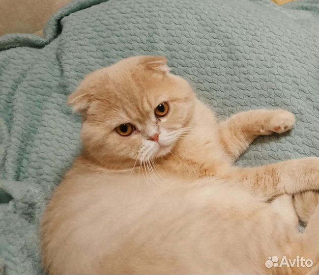 Шотландский кот вязка