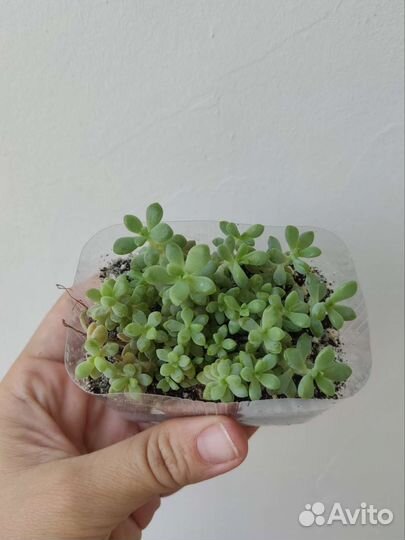 Суккуленты