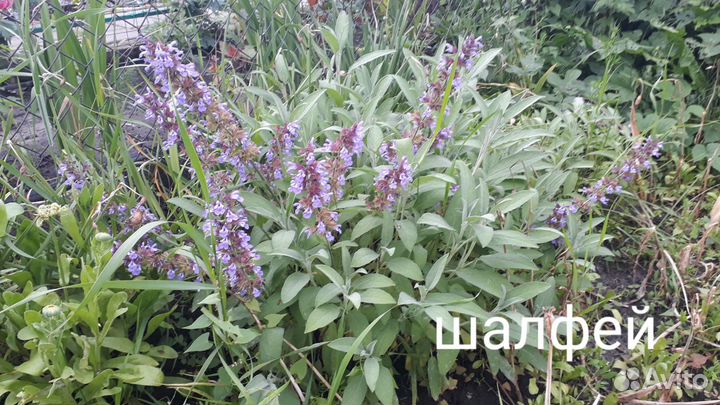 Саженцы пряных трав