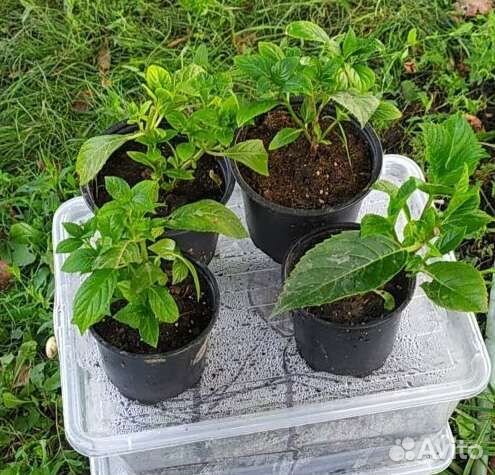 Гортензия крупнолистная 