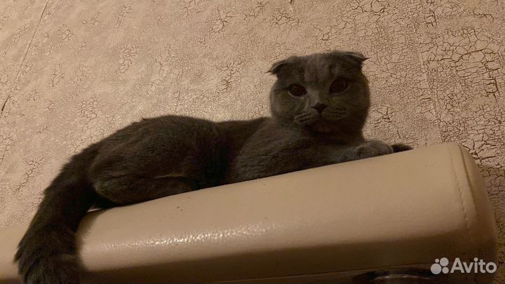 Отдам в добрые руки кошечку