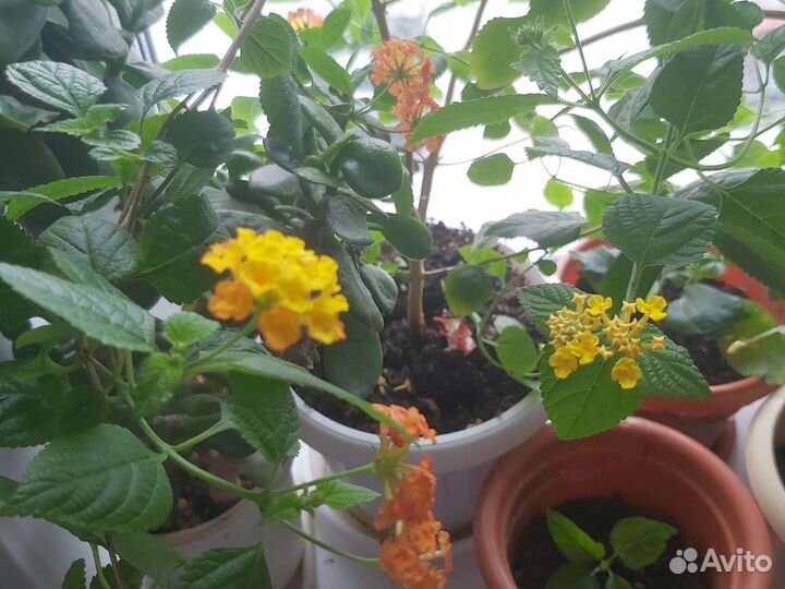 Гибискус сортовой лантана