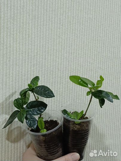 Комнатные растения 2