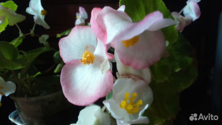 Бегония вечноцветущая-сортовая