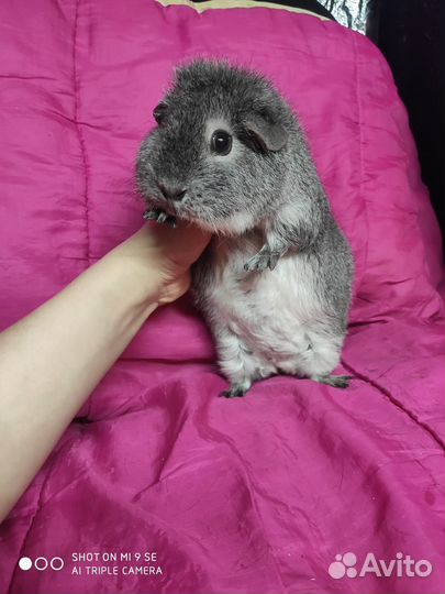 Морская свинка тедди