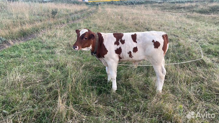 Продам корову бычка тёлку и каняшка