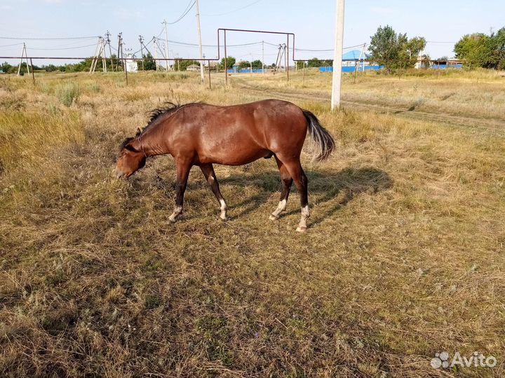 Лошади жеребята