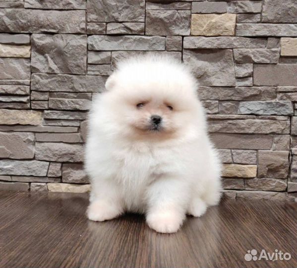 Щенки померанского шпица