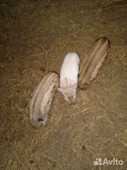 Хрюшки поросята