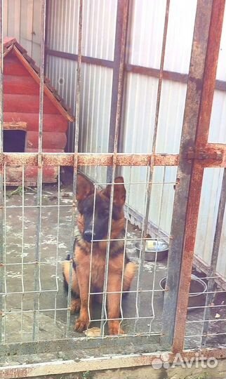 Щенок немецкой овчарки