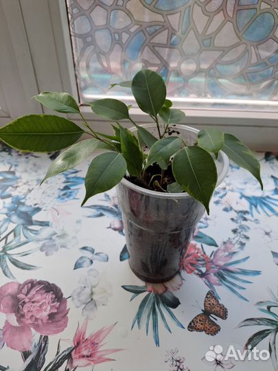 Фикус бенджамина пестролистный