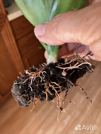 Сансевиерия Гилд Эйдж, Жадэ