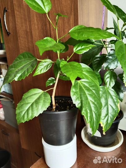 Гибискус китайская роза