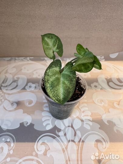 Домашние цветы