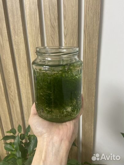 Мох в аквариум