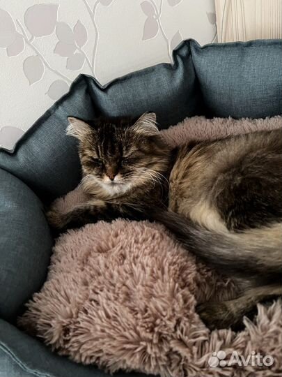 Отдам ласковую кошечку в добрые руки