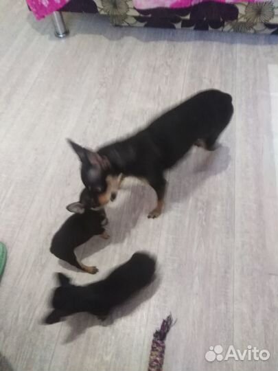 Продам щенков мини той терьера