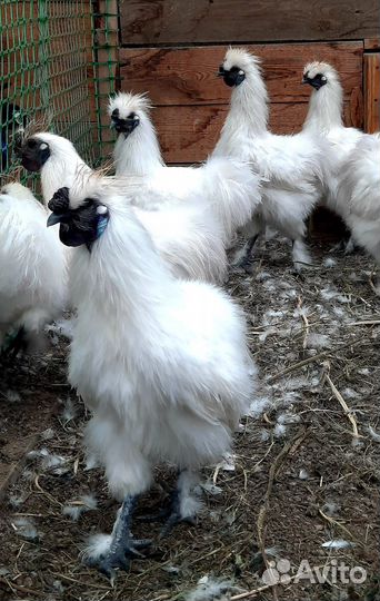 Петух китайский шелковый