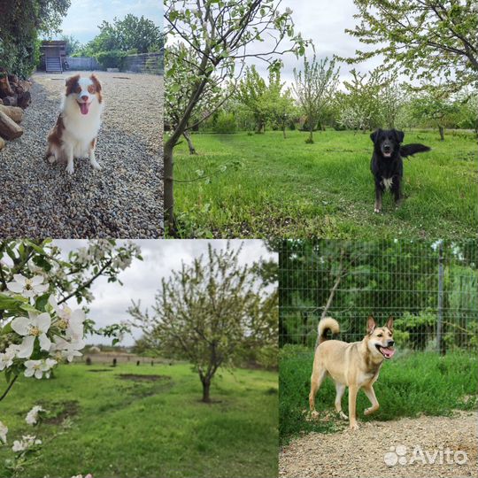 Зоогостиница, гостиница для собак, передержка